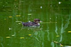 Kappensäger (1 von 3).jpg